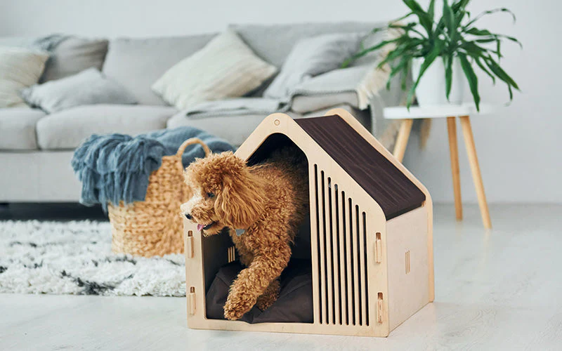 Elevate Your Pet's Lifestyle
